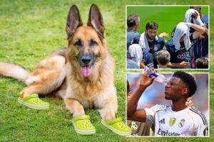 狗穿鞋👀太阳报：由于比赛地高温，世俱杯的嗅探犬被配备保护鞋