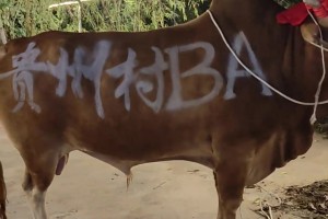 恭喜福建晋江获得冠军，贵州台盘村大黄牛荣登全国村BA大舞台😏